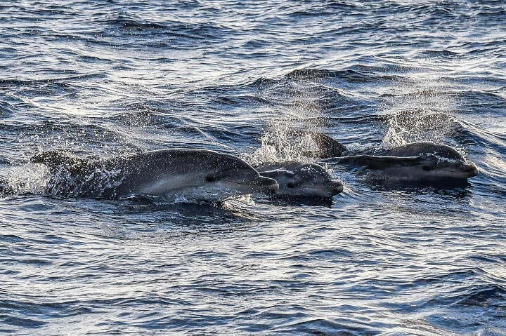 www.pescaturismemallorca.com excursions en vaixell a Mallorca amb Deianecs